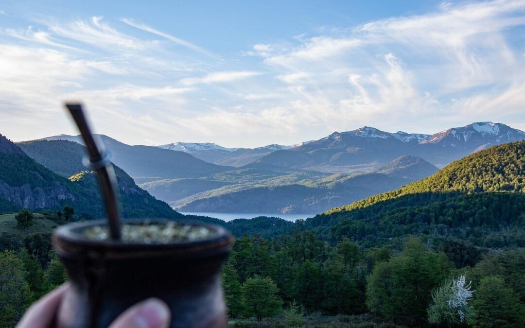 El ciclo de cultivo de la yerba mate