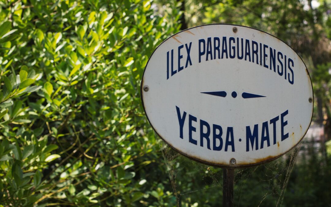¿Qué tanto conoces la Ilex Paraguariensis?