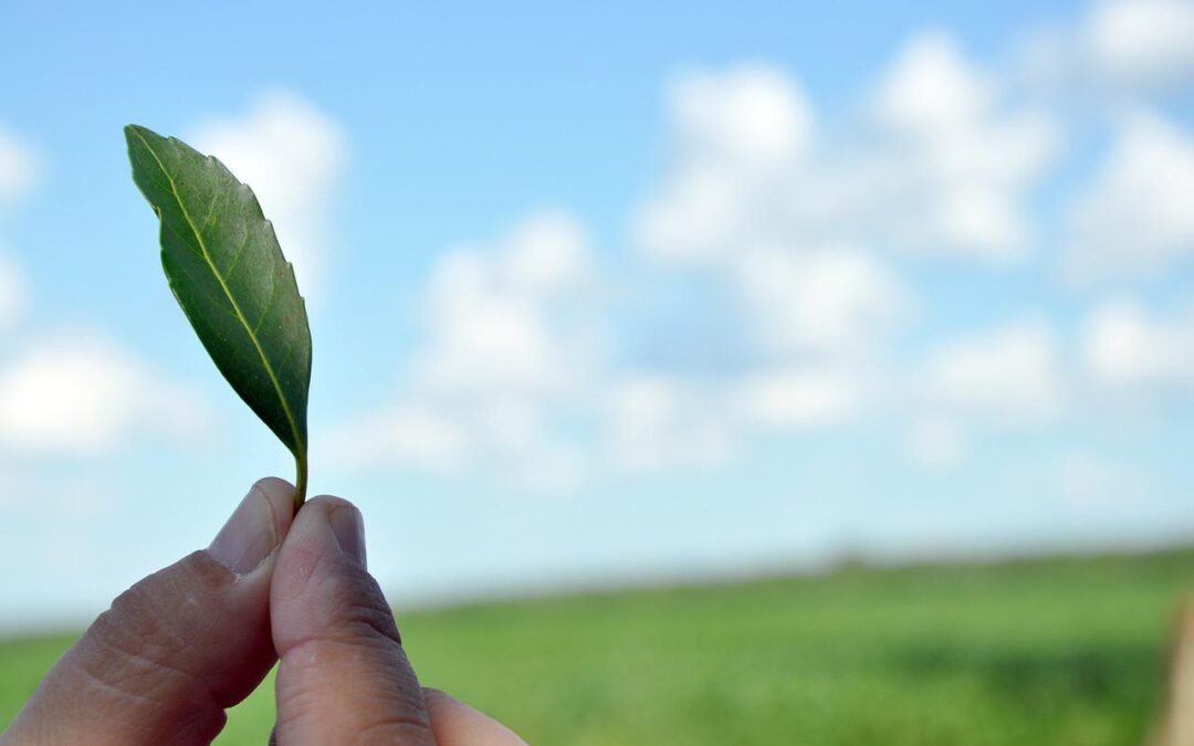 ¿Qué Vitaminas Podemos Encontrar en la Yerba Mate?