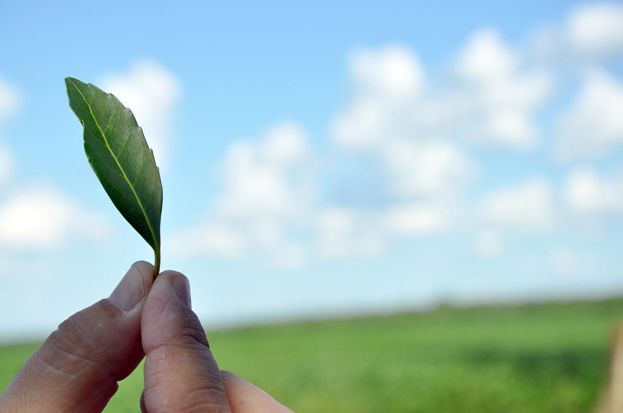que-vitaminas-podemos-encontrar-en-la-yerba-mate ¿Qué Vitaminas Podemos Encontrar en la Yerba Mate?